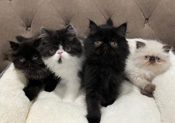 CFA Registered Persian Kittens