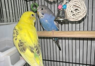 Budgies (Parakeet) with cage, accessories & food