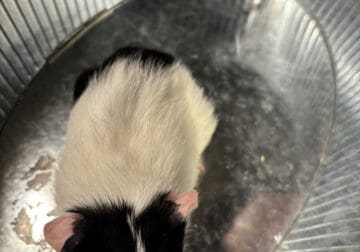Female guinea pig for adoption