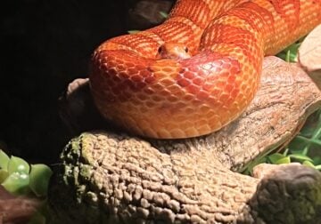 Adult Orange Corn Snake with 40 gallon tank