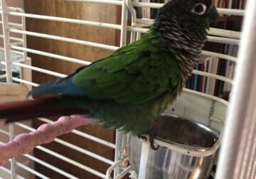 Green Cheek Conure with Cage