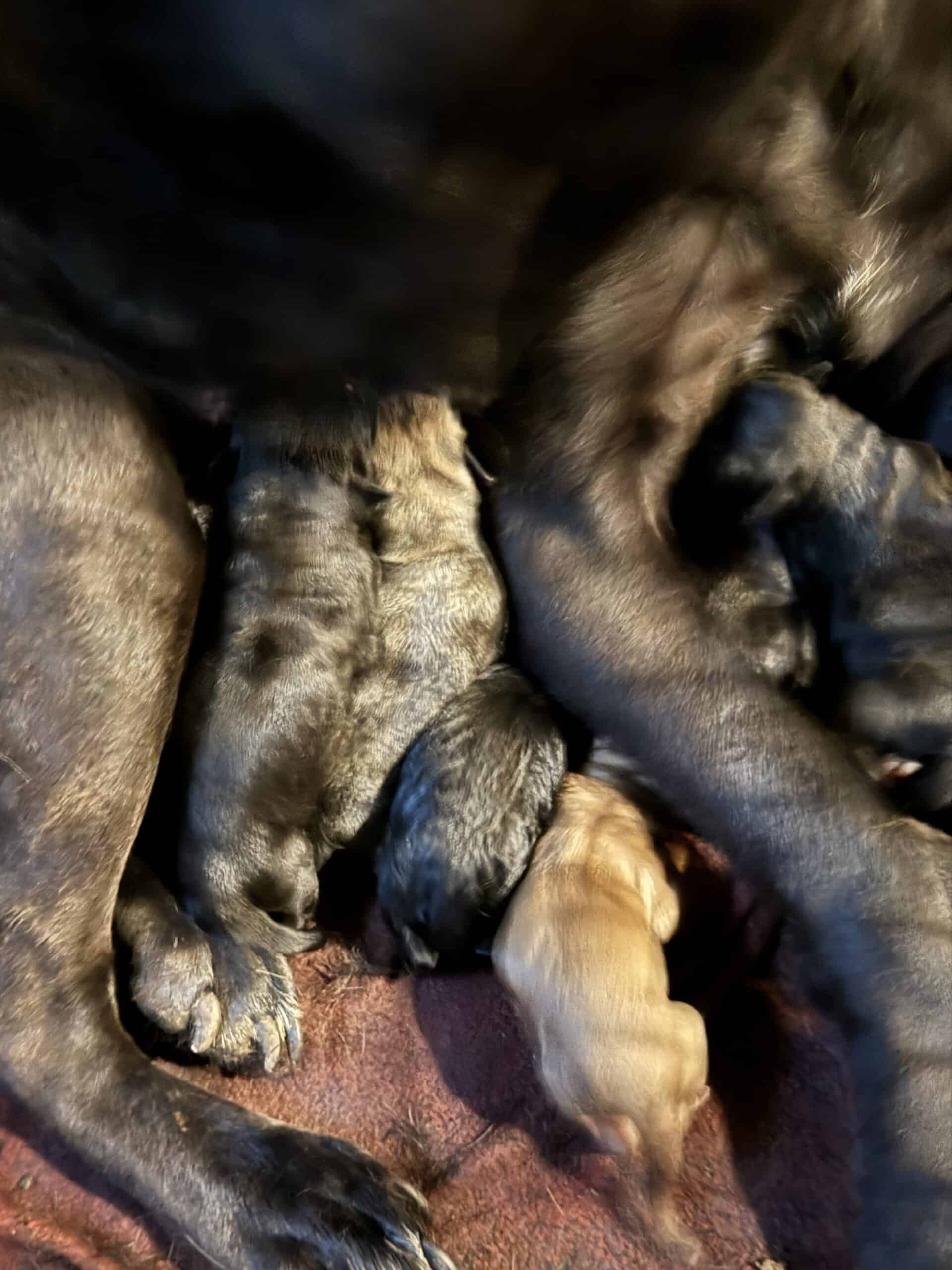 ICCF Cane Corso puppies Omaha, Nebraska