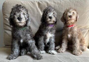Bedlington Terrier Puppies (AKC registered)