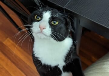 Tuxedo Cat Rehome