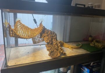 Rehoming my bearded dragon