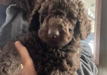 Awesome STANDARD POODLE Puppies