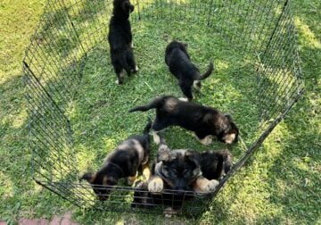 German Shepard Puppies – Non-papered