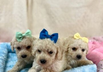 Adorable Little Toy Poodles