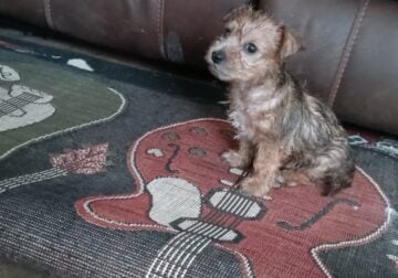 Chihuahua Yorkie mix 7wk old pup