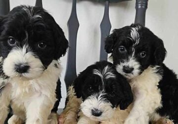 Bordoodle puppies for sale