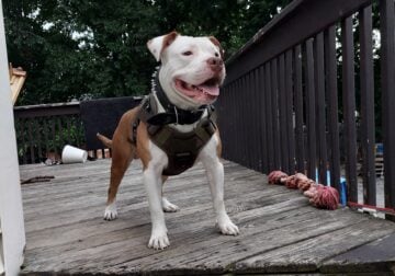 4 year old red staff Bully. Temporary re-home