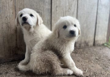 PUPPIES!! Great Pyrenees
