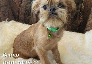 Neutered Purebred Brussels Griffon – Free Delivery