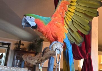 Catalina Macaw. King cage- outside stand all food