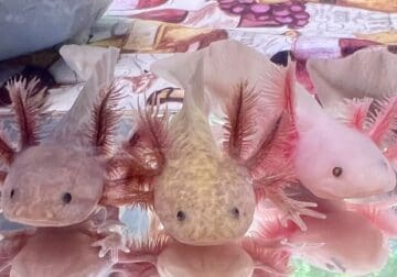 Axolotl axolotl babies