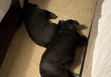 2 dogs need rehomed