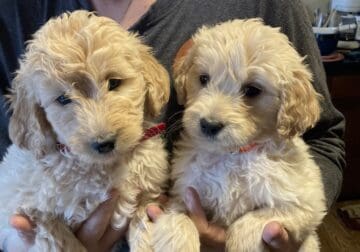 Golden doodles 11 weeks old and vet checked