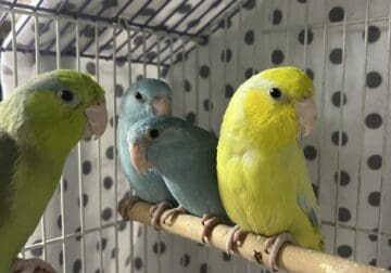 Parrotlet hand fed tame babies