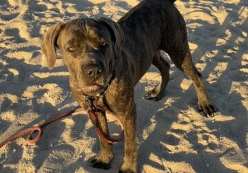 Rehoming 8 month old Cane Corso females