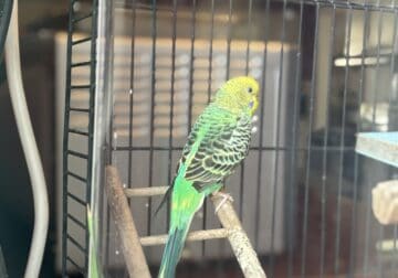 Parakeet and cage