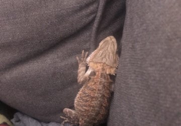 Bearded dragon for sale!!