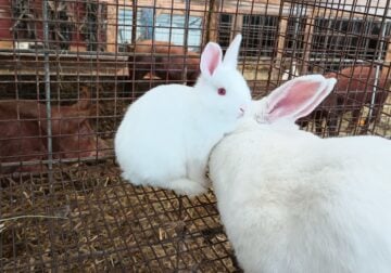 Bunnies for sale!
