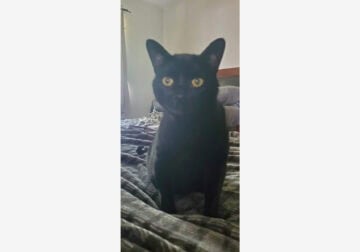 Please Help!!! Looking to Re-Home 2 Cats