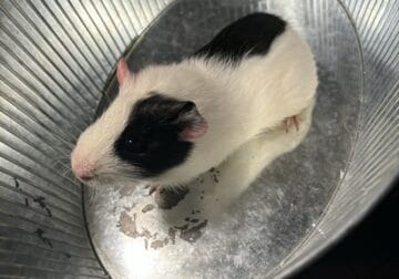 Male guinea pig for adoption