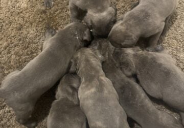 Cane corso puppies looking for home
