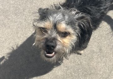 Chihuahua/ yorkie for rehoming