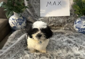 Mixed Maltese and bichon poodle for sale
