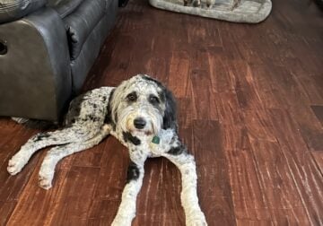 Male Aussiedoodle