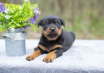 AKC Rottweiler Puppies Available Now