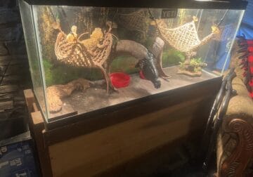 Bearded dragon with tank and tank stand