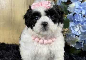Lucy- Shihpoo (ICA registered)