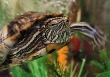 Turtle-Red-eared Slider w/ Tank/Supplies/Food
