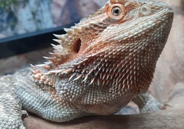 The kindest bearded dragon and everything she need