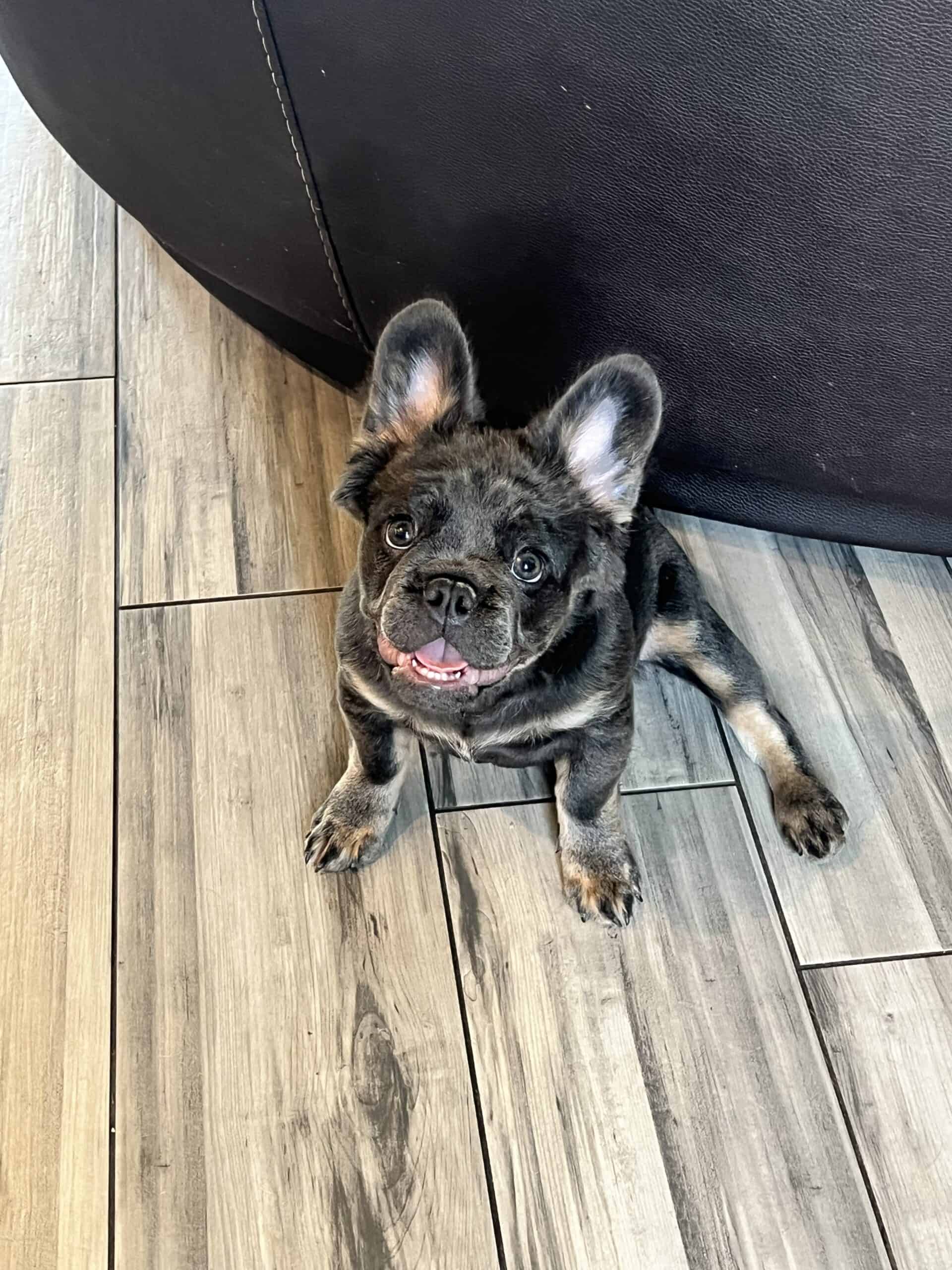 Fluffy Blue & tan frenchie | PetClassifieds.com