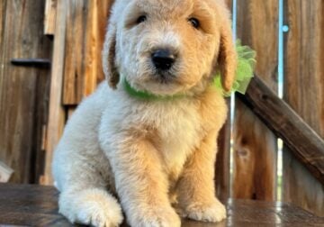 8 weeks old Goldendoodle puppies h 1st shots and d
