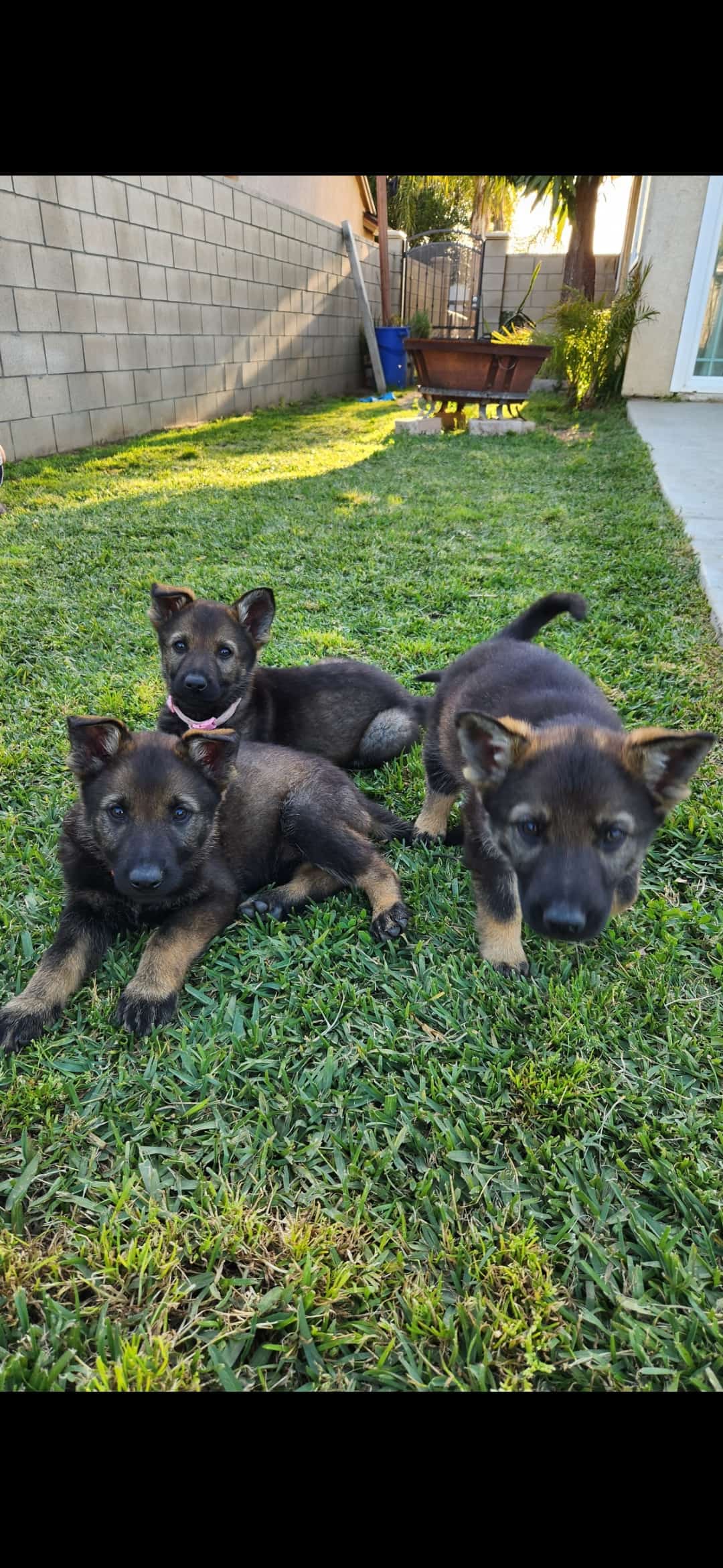 German shepherd pups | PetClassifieds.com
