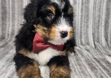Mini Bernedoodle puppy Rocky