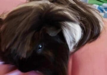 One guinea pig to be rehomed in Leesburg, Virginia