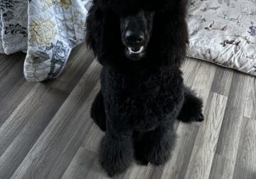 1 Year Intact Female Standard Poodle