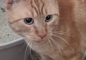 2 year old Orange cat. Needs a home