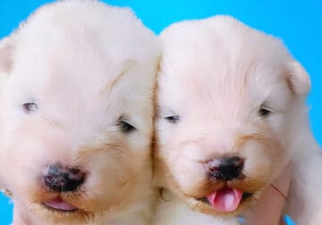 Male Samoyed puppy