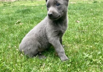 Male and female Dutch Shepherd puppies pure breed