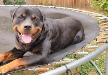 Purebred 6 year old Rottweiler