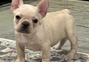 Polly , small cream Frenchie girl