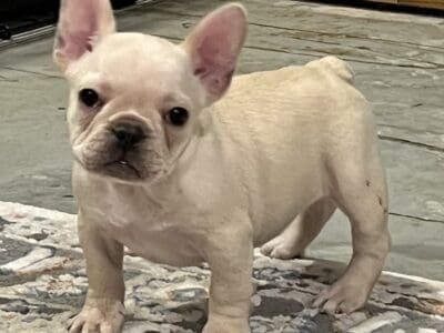 Polly , small cream Frenchie girl