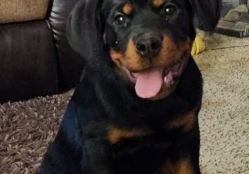 Rottweiler puppy from imported parents